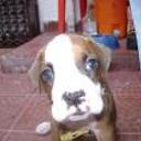 siguiente