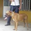 siguiente