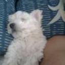 siguiente