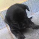 siguiente