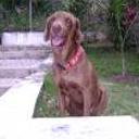 siguiente