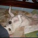 siguiente