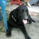 siguiente