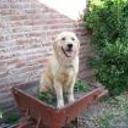siguiente