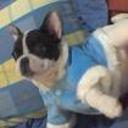 siguiente