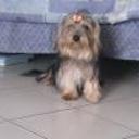 siguiente