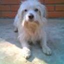 siguiente
