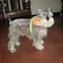 siguiente