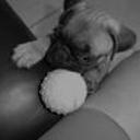 siguiente