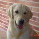 siguiente