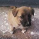 Rocko
