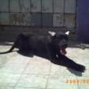 siguiente