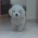 siguiente