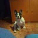 siguiente