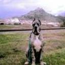 Duke
