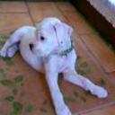 siguiente