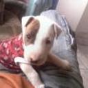 siguiente