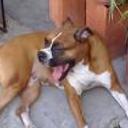 siguiente
