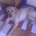 siguiente