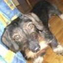 siguiente