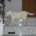siguiente
