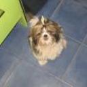 siguiente