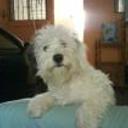 siguiente