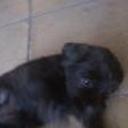 siguiente