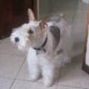 siguiente