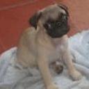 siguiente