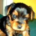 Romeo