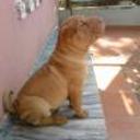 siguiente