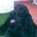 siguiente