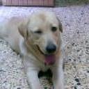 siguiente