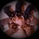 anterior