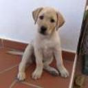 siguiente