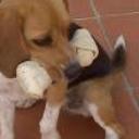 siguiente