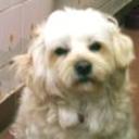 Tobi
