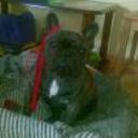 siguiente