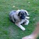 Sacha