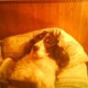 siguiente