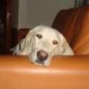 siguiente