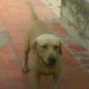 siguiente