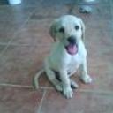 siguiente