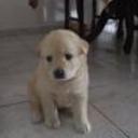 siguiente