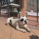 siguiente