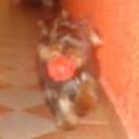 siguiente