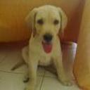 siguiente