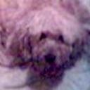 anterior