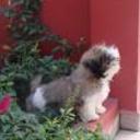 siguiente